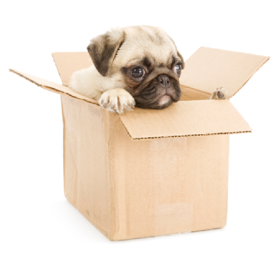 Profi lakossági költöztetés, garantáltan stresszmentesen