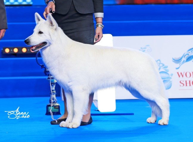 Intelligens és nemes kutyafajta