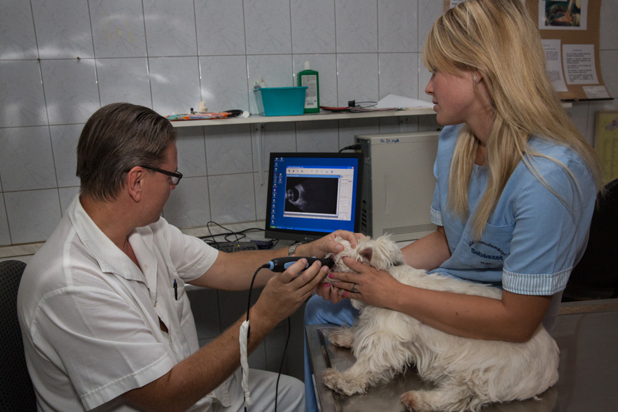 Szemészeti vizsgálat kisállatoknak