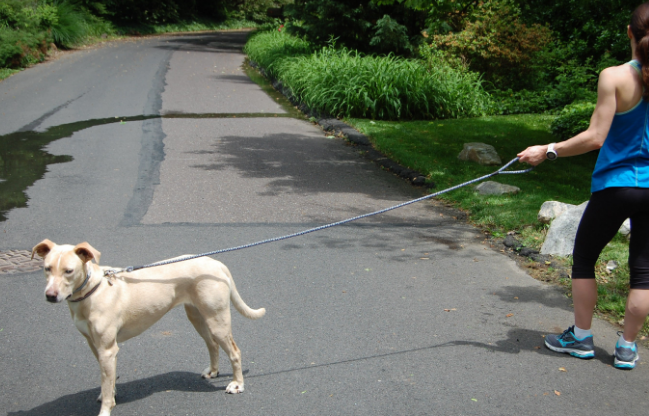 Találja meg kedvence új pórázát!