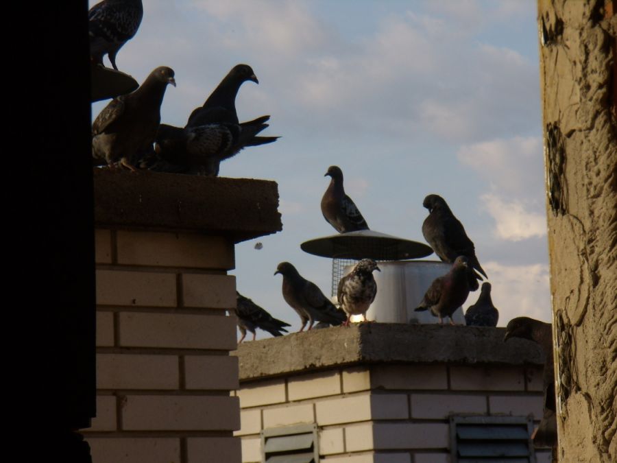 Galambok veszik körül?