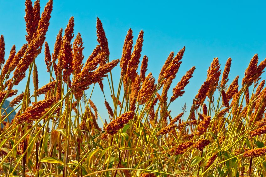 Vetőmagok kedvező áron!