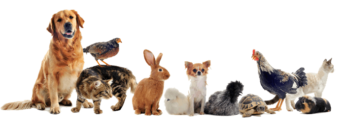 Tegye kevésbé fájdalmassá a kedvenceitől való búcsút!