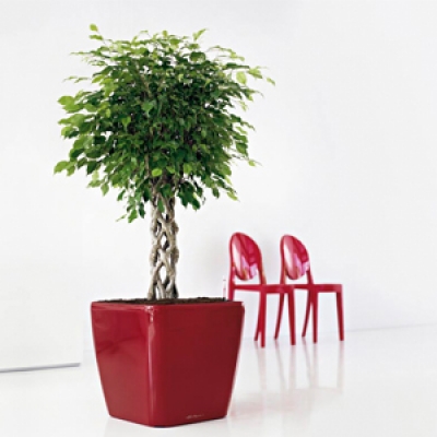 Hozza közelebb a természetet beltéri növényekkel!