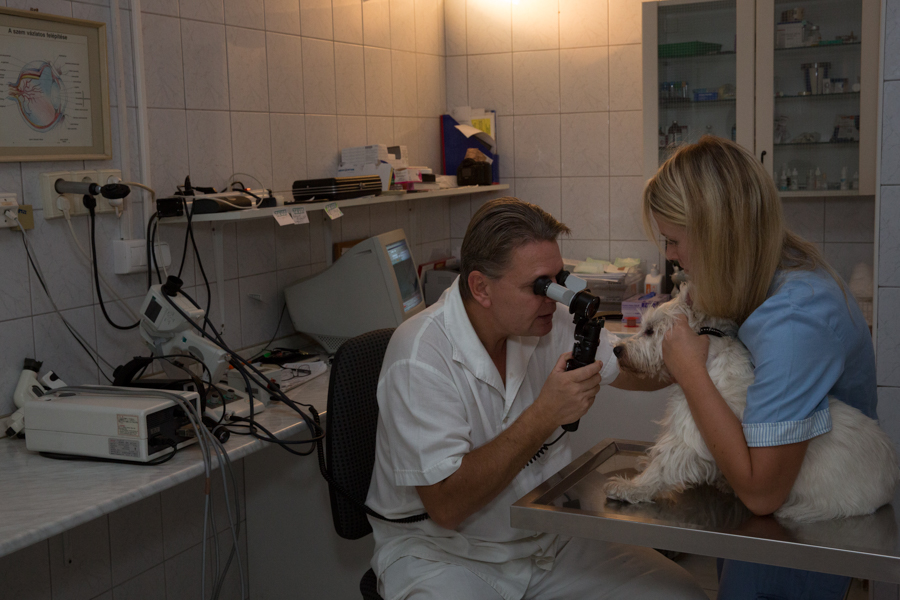 Rendellenesen lát kedvence?