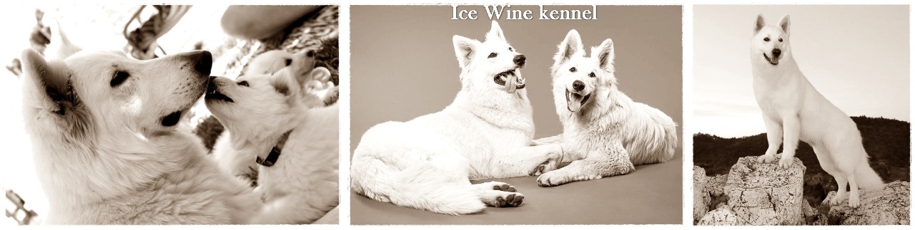 Kutya iránt érdeklődik?