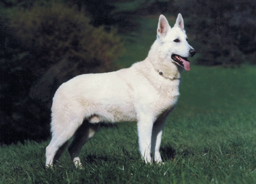 Különleges családbarát ebet szeretne?