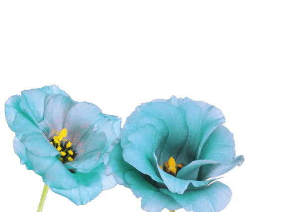 A biokozmetikumok népszerűsége