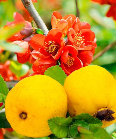 Gyógyhatású növények: rendeljen tőlünk!