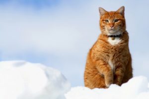 Kisállathamvasztás Budapesten