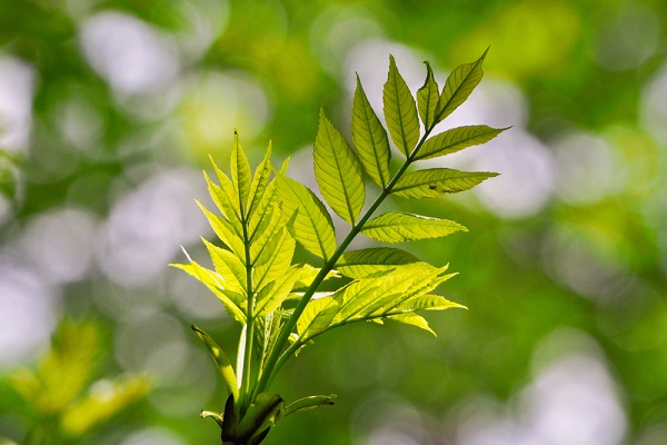 Vásároljon kőris csemetéket!