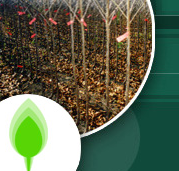 Ismerje meg közelebbről faiskolánkat!